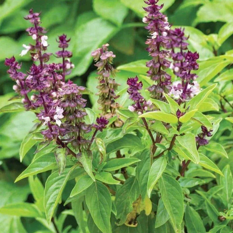 Anise Basil Seeds Pack of 100 | Ocimum basilicum anethole | Aromatic Herb for Culinary & Garden Use