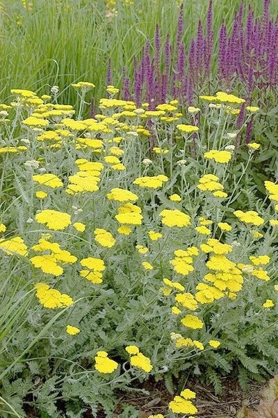 Yarrow Live Starter Plant - Moonshine Achillea millefolium - Yellow Flowers, Aromatic Foliage, Hardy Perennial, Drought Tolerant