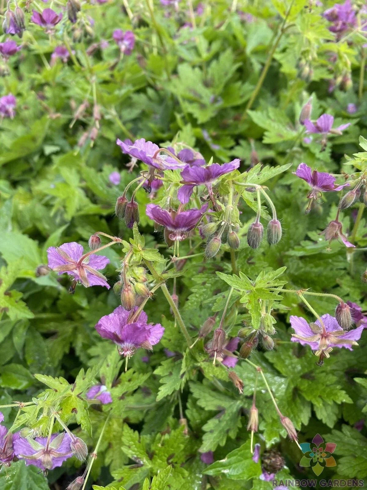 Claudine Dupont Geranium Seeds, Pelargonium x hortorum, 25+ Seeds for Garden, Container, Border, Vibrant Blooms