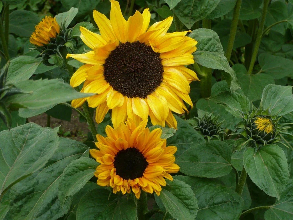 Sunflower Seeds - 25 Soraya Helianthus annuus Non-GMO Garden Planting for Bright, Vibrant Blooms