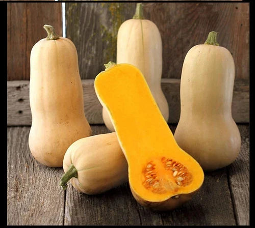Waltham Butternut Winter Squash Seeds – Heirloom Cucurbita moschata, Nutty Flavor, Full Sun, 15-200 Seeds