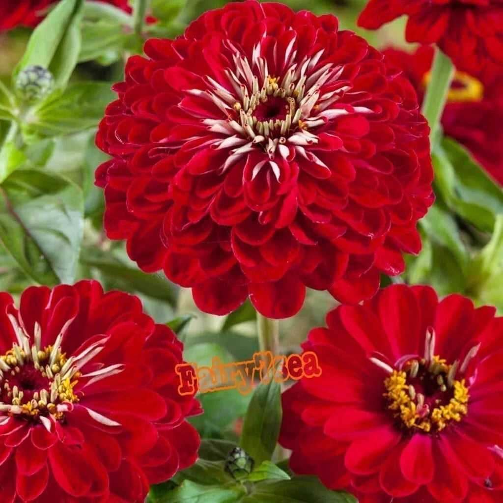 Zinnia Seeds - Dahlia Flowered Meteor Red - Vibrant Annual Flower Seeds for Garden & Containers - Zinnia elegans