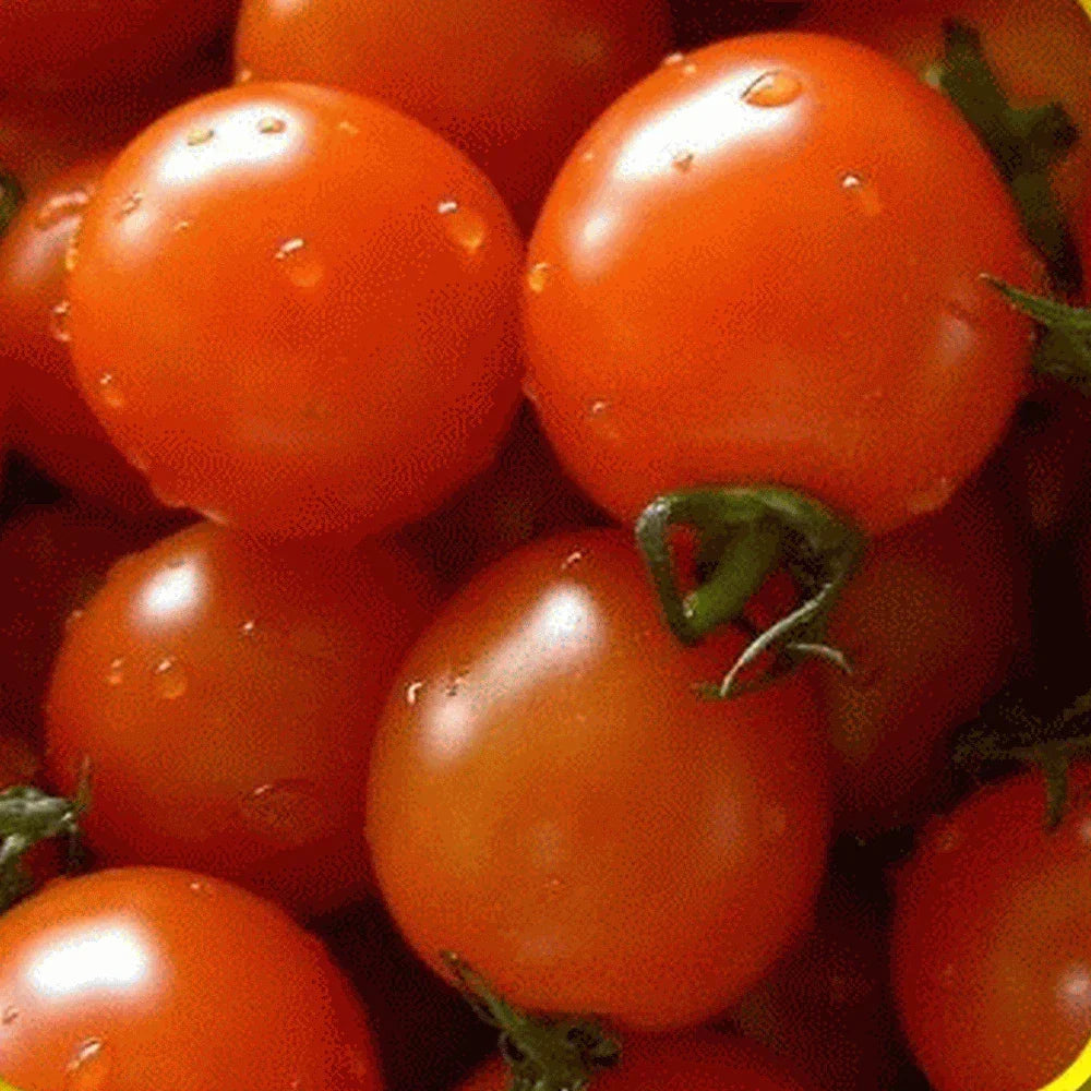 Small Red Cherry Tomato Seeds - Heirloom Solanum lycopersicum, Compact, Sweet, Juicy, Perfect for Containers and Gardens