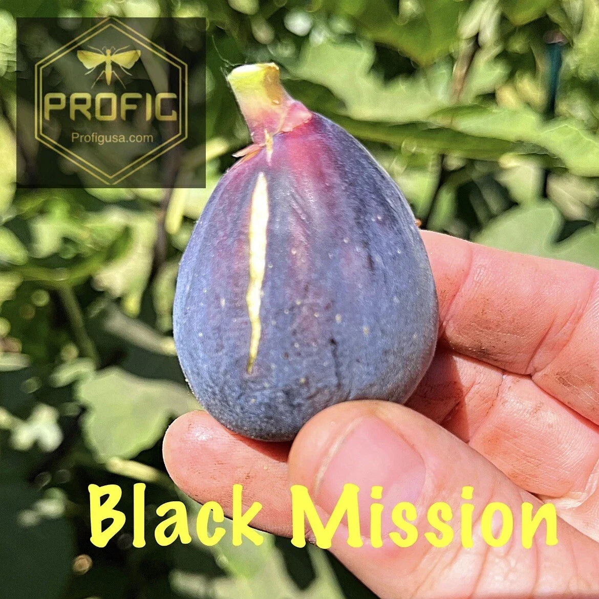Ficus Black Mission Fig Tree Plant – Hardy Cold Tolerant Outdoor Garden Tree – Ficus carica