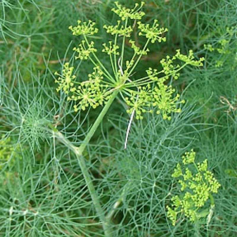 Dill Seeds Heirloom Vanderbilt Variety Non-GMO Anethum graveolens Herb for Cooking & Gardening