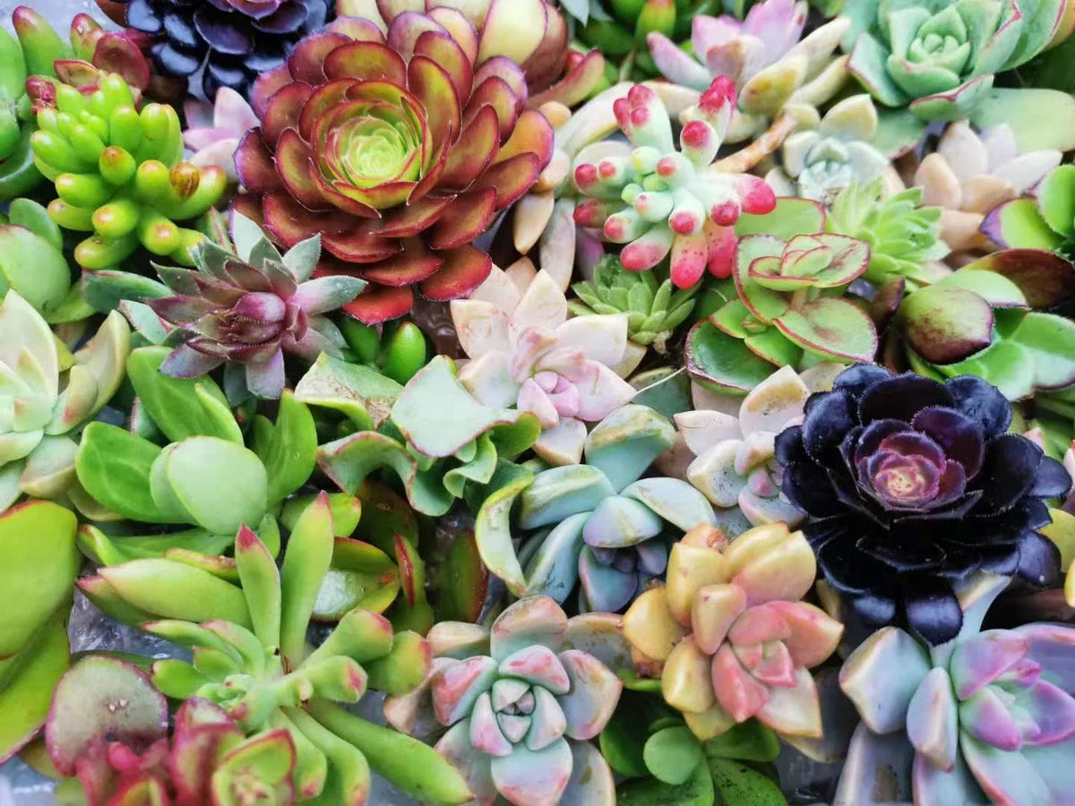 Assorted Succulent Cuttings - 100 Pieces, 20 Varieties, Ideal for DIY Arrangements - Echeveria, Sedum, Crassula Mix