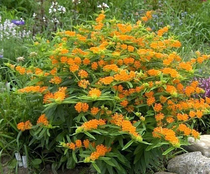 Orange Butterfly Weed Seeds - Native Wildflower for Container Gardens - Asclepias tuberosa - 50+ Seeds for Attracting Butterflies