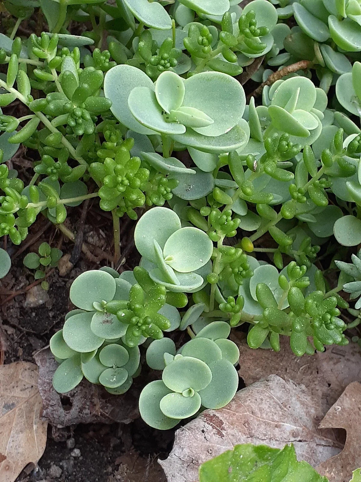 Sedum Mix Live Hardy Perennial Ground Cover Plants - Succulent Sedum spp. for Rock Gardens and Landscaping