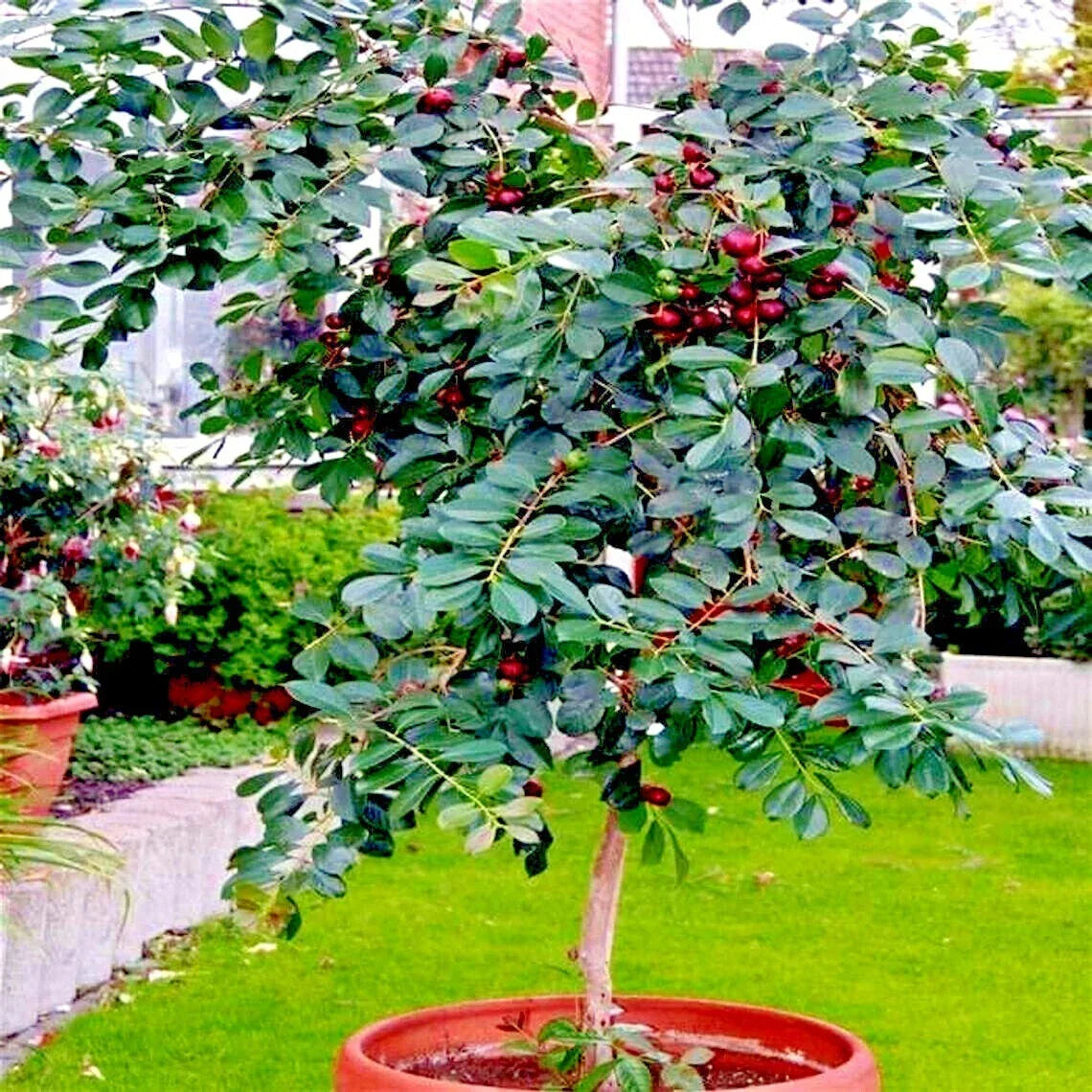 50 Strawberry Guava Tree Seeds - Edible Fruit Plant Psidium cattleianum for Tropical Garden, Patio & Landscaping