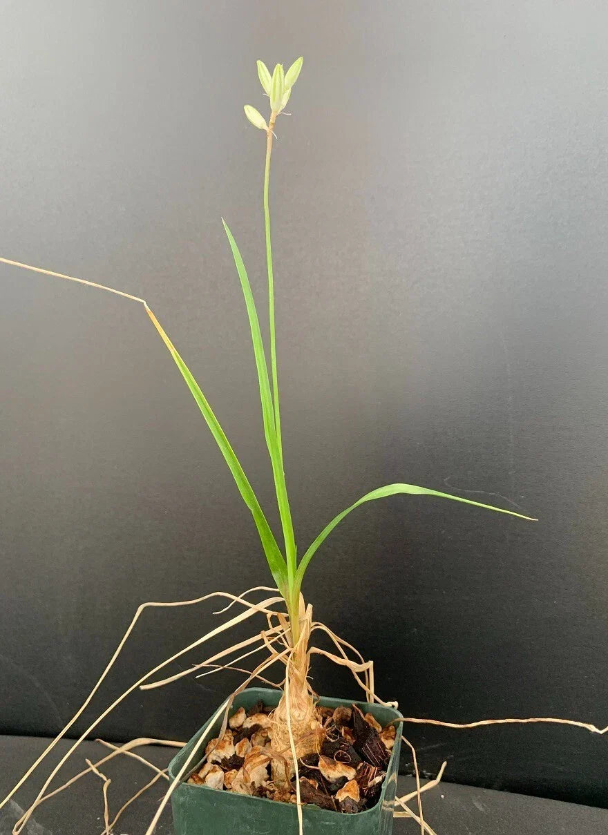 Trachyandra saltii Succulent Plant in 2.5-Inch Pot – Rare Rooted Houseplant – Unique Succulent for Indoor Decor