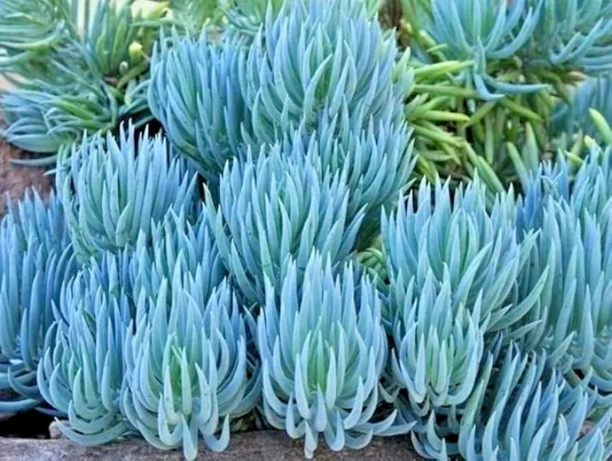 Blue Chalk Sticks Succulent Cutting – Live Drought Tolerant Indoor Outdoor Plant – Senecio serpens – Powdery Blue Foliage