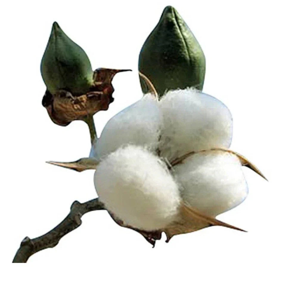 American White Cotton Seeds - 25 Heirloom Non-GMO Gossypium Hirsutum for Garden, Craft & DIY Projects