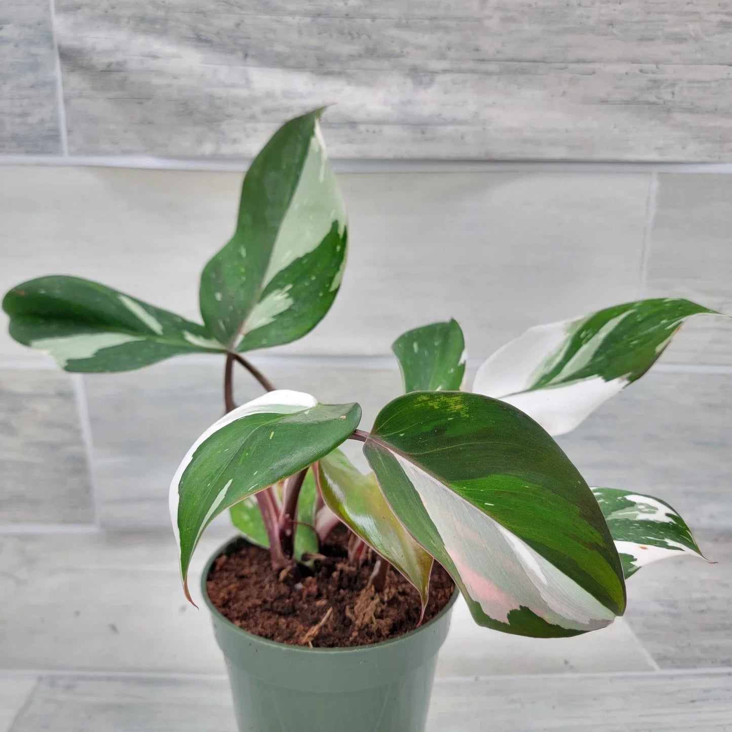 Philodendron White Knight Plant – 4-Inch Pot – Rare Variegated Aroid – Healthy Rooted Philodendron spp.