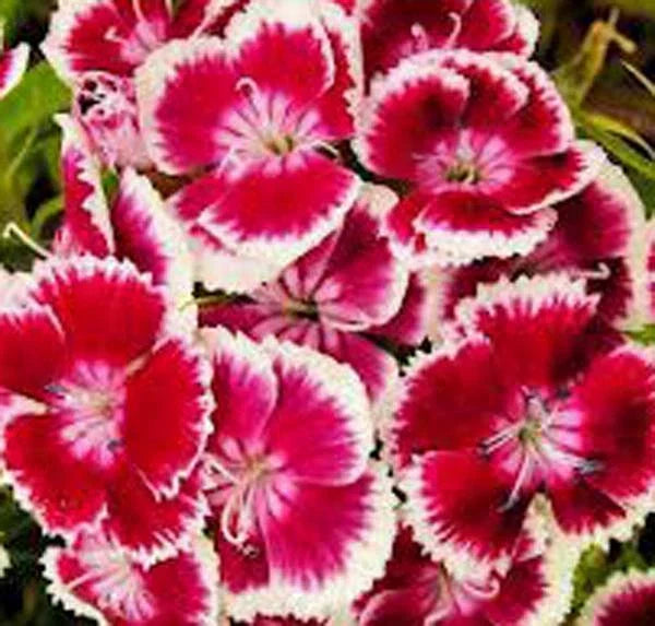 Sweet William Flower Seeds Pack of 1000 | Dianthus barbatus | Vibrant Clusters, Fragrant Blooms, Assorted Colors