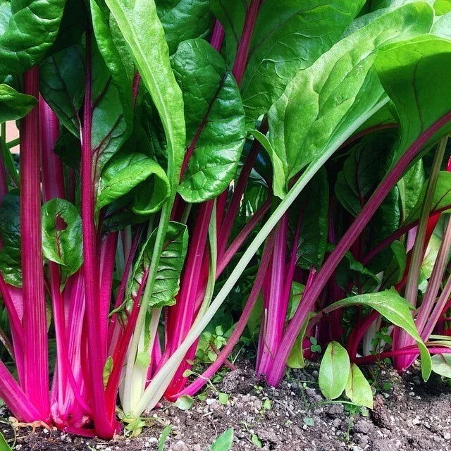 Flamingo Swiss Chard Seeds - Non-GMO, Colorful Salad Greens, Beta vulgaris var. cicla, Easy to Grow, Free Shipping