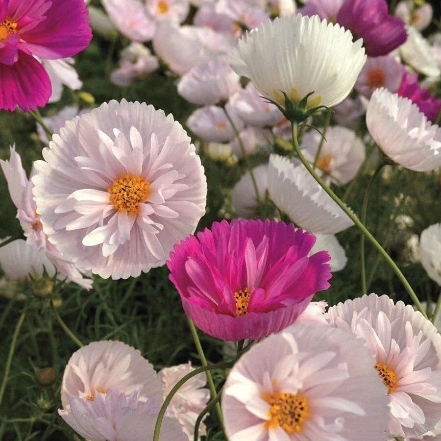 Cosmos Seeds Mix for Garden - 200+ Flower Seeds for Planting - Cosmos bipinnatus - Vibrant Pink, White & Purple Blooms