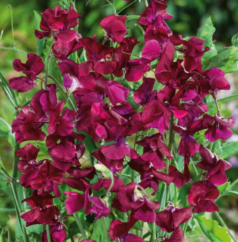 Sweet Pea Seeds 25 Non-GMO Royal Maroon Fragrant Climbing Vine Lathyrus odoratus