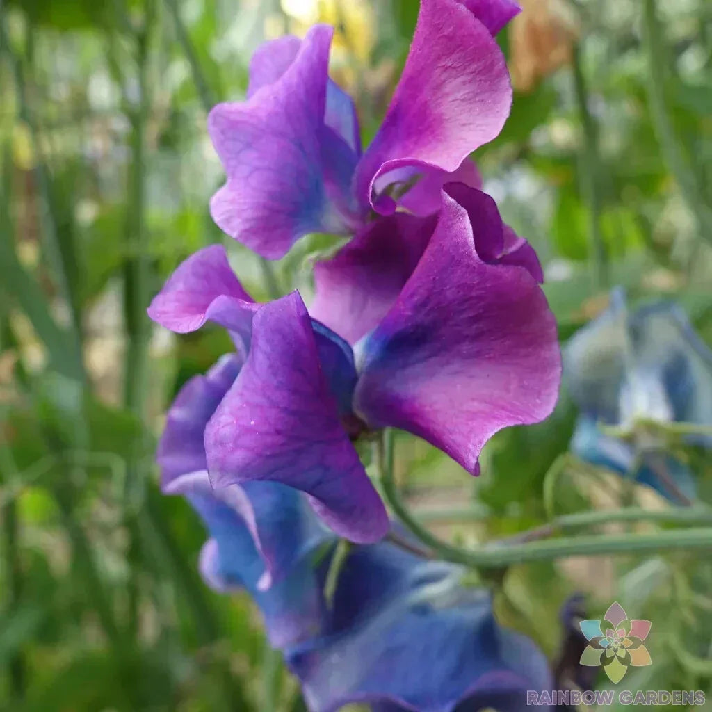 Blue Shift Sweet Pea Seeds - 50+ Pack, Vibrant Blue & Purple Flowers, Climbing Vine, Lathyrus odoratus, Garden Planting, USA Made