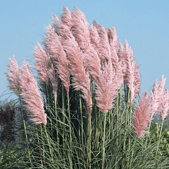 Pink Pampas Grass Seeds - Organic Perennial Seeds for Landscaping & Gardens - Cortaderia selloana - USA Grown, Free Shipping