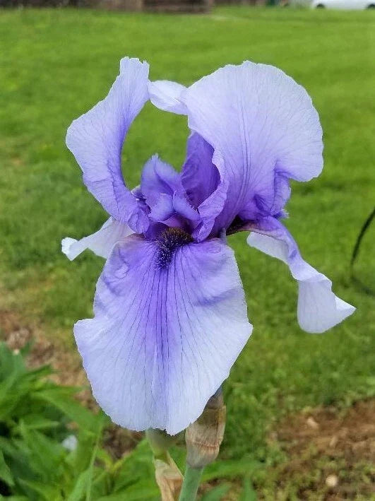 Tall Bearded Iris Rhizome - Perennial Flower - Purple Iris germanica - Easy to Grow, Butterfly Attracting, Garden Border Plant