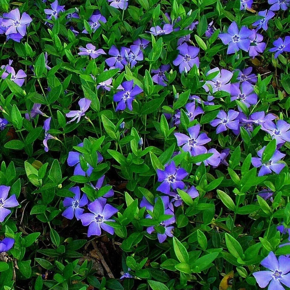 Vinca Minor Creeping Myrtle Ground Cover Plant – Evergreen Perennial with Blue Flowers, 25 Live Plants for Shade & Sun Gardens