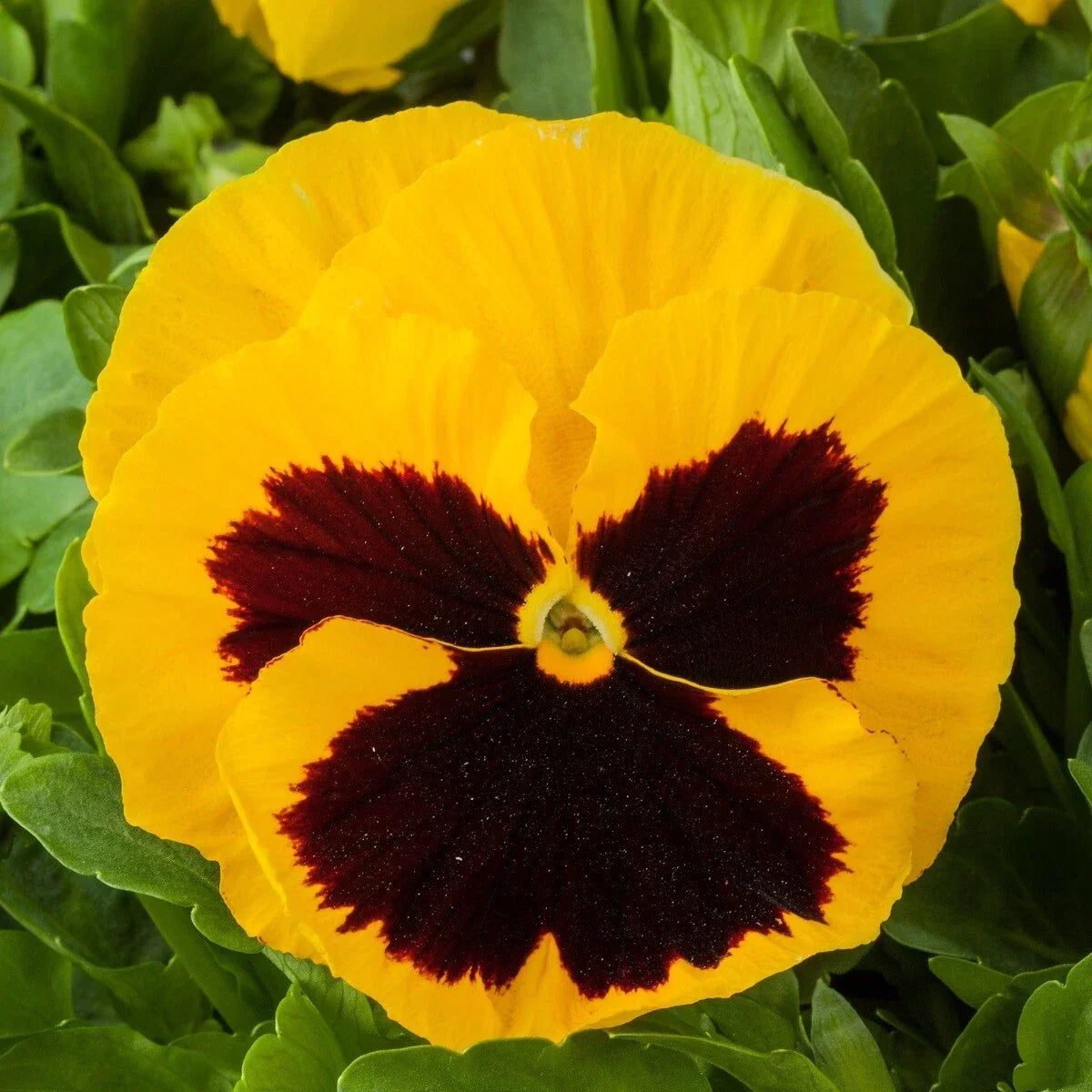 Pansy Seeds 50 Count Viola tricolor var. hortensis Yellow Blotch Flower Seeds for Garden Beds & Containers