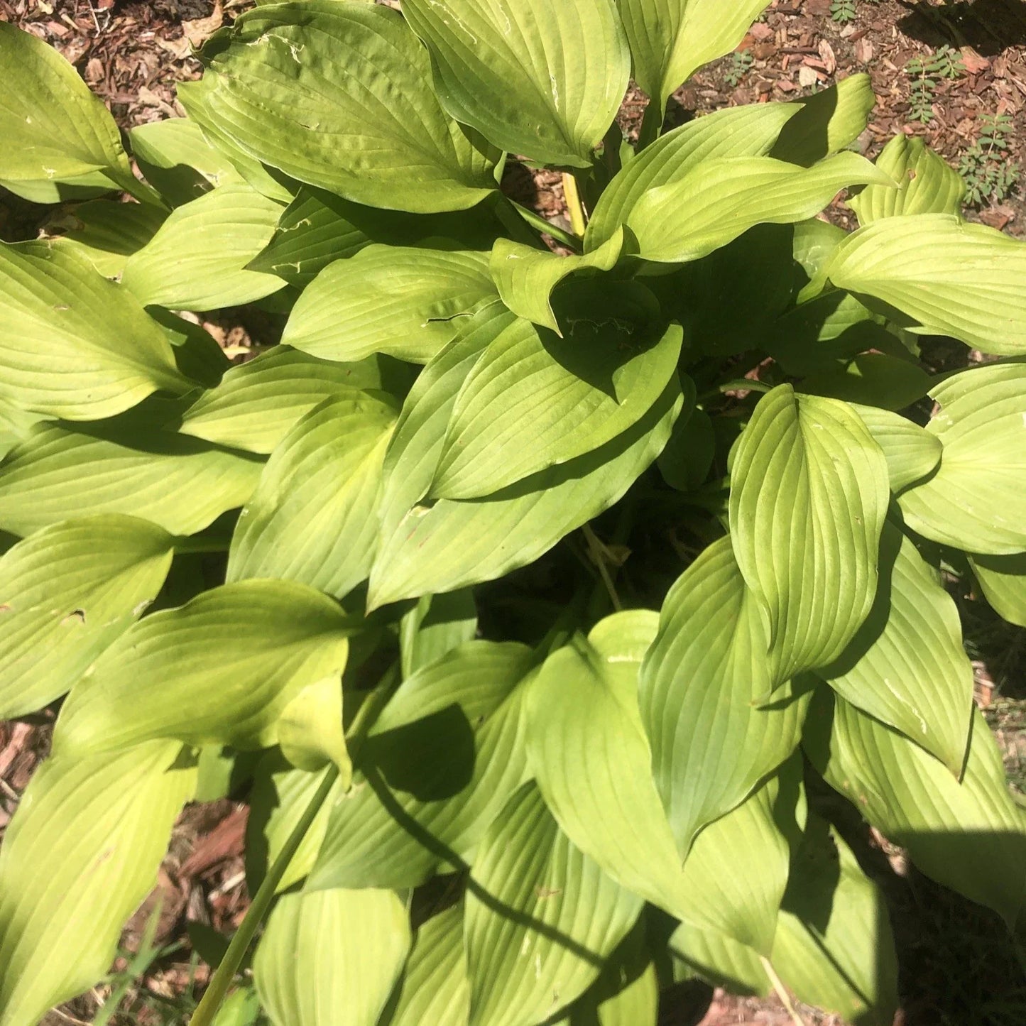Golden Tiara Hosta Plant - Shade Perennial with Purple Flowers - Bare Root Live Plant - Variegated Foliage, Small Garden Perennial