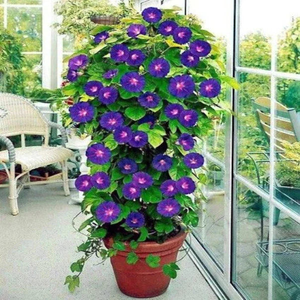 Purple Morning Glory Seeds – Climbing Vine for Gardens & Trellises – Ipomoea purpurea – 20 Pack