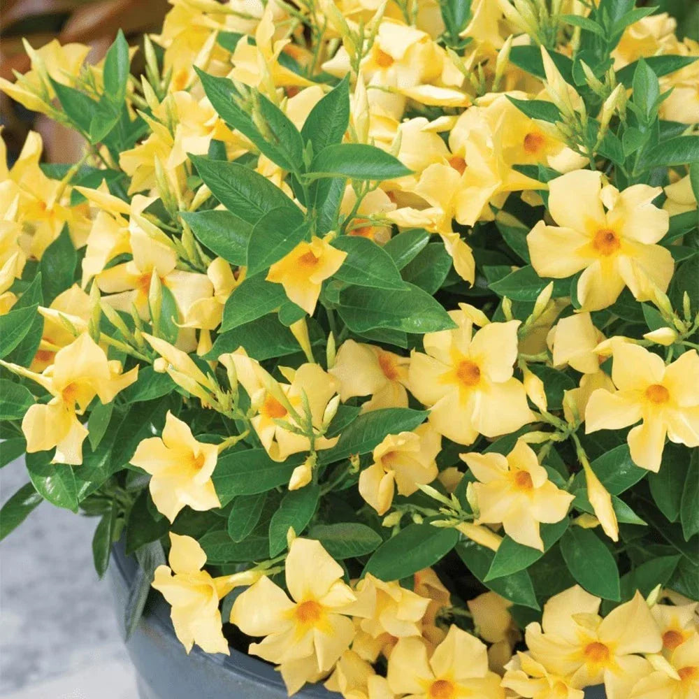Yellow Dipladenia Starter Plant 4” | Tropical Mandevilla Sanderi Flowering Vine for Garden & Patio