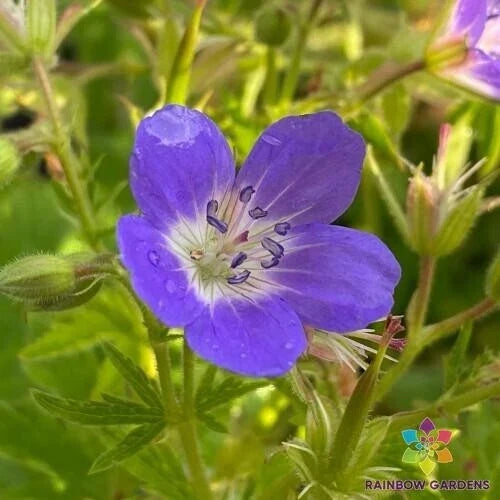 Amy Doncaster Geranium Seeds – Pelargonium x hortorum – Vibrant Flowering Garden Seeds for Borders, Containers, and Beds