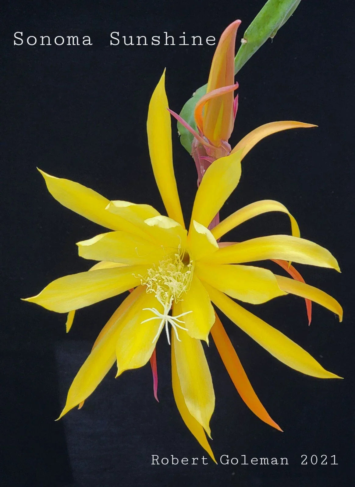 Epiphyllum 'Sonoma Sunshine' Unrooted Cutting - Rare Orchid Cactus Tropical Plant Propagation