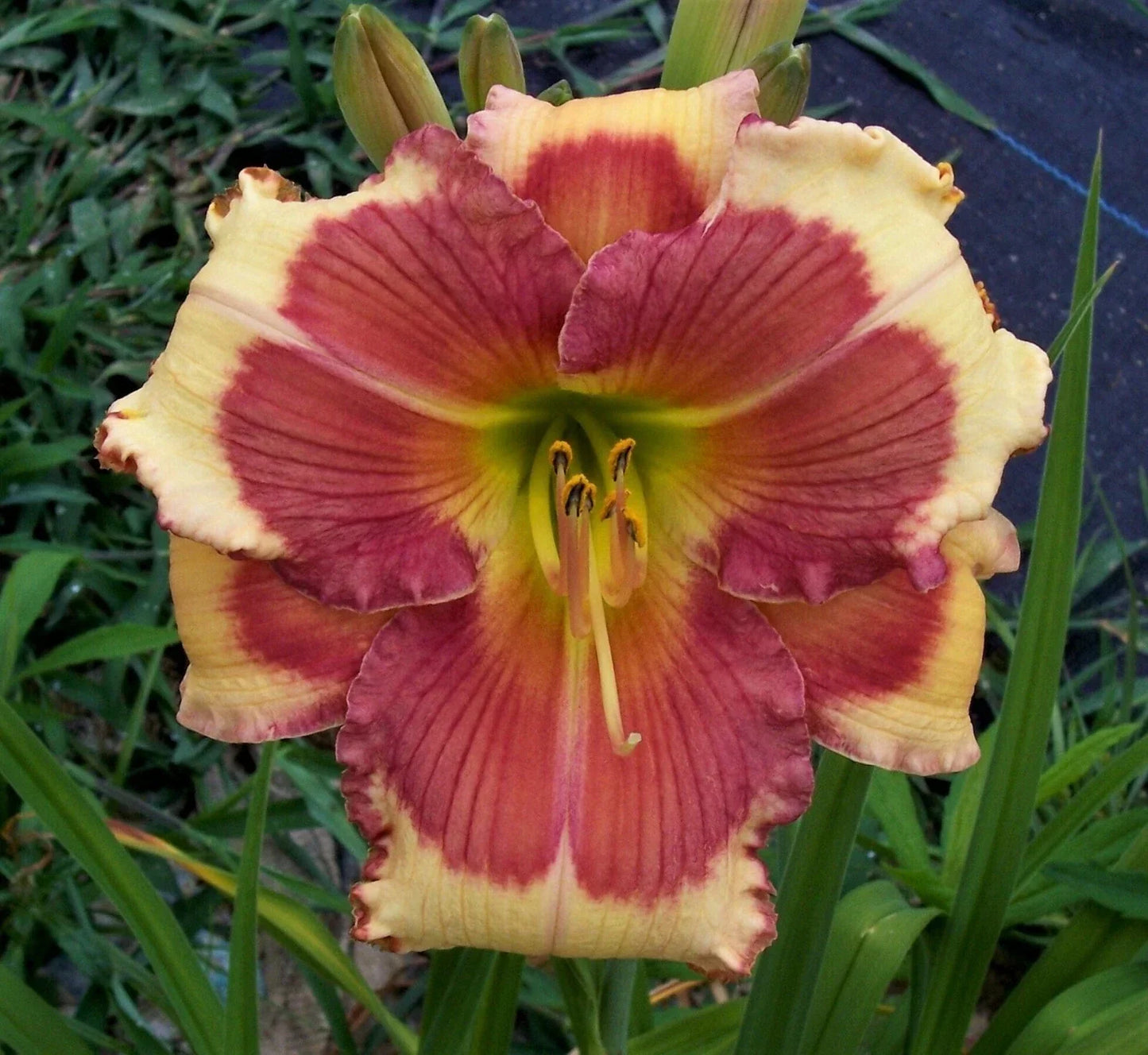 Daylily Plant - Perennial Flowering - Hello Screamer - Bright Orange Blooms - Hemerocallis 'Hello Screamer'