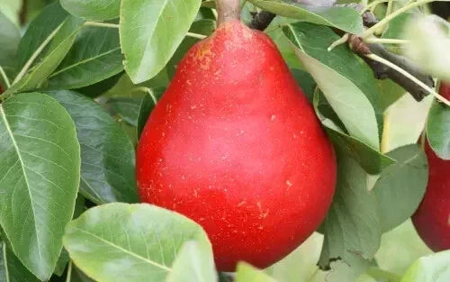 Red Clapp's Favorite Pear Seeds – 25+ Non-GMO Pyrus communis Fruit Tree Seeds for Home Garden Planting
