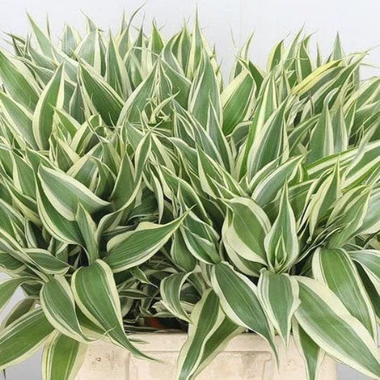 Variegated Dracaena Sanderiana Terrarium Plant – Indoor House Plant with Green and White Foliage for Home Decor