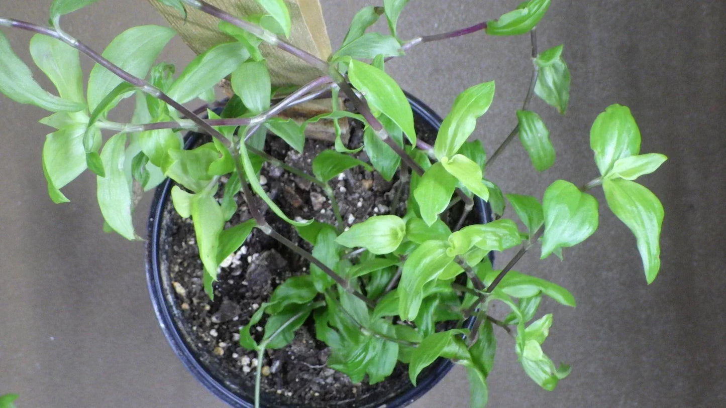 Tradescantia Fluminensis "Golden Wing" Cuttings – Wandering Jew Houseplant – Easy Care Propagation Plant with Golden Variegation