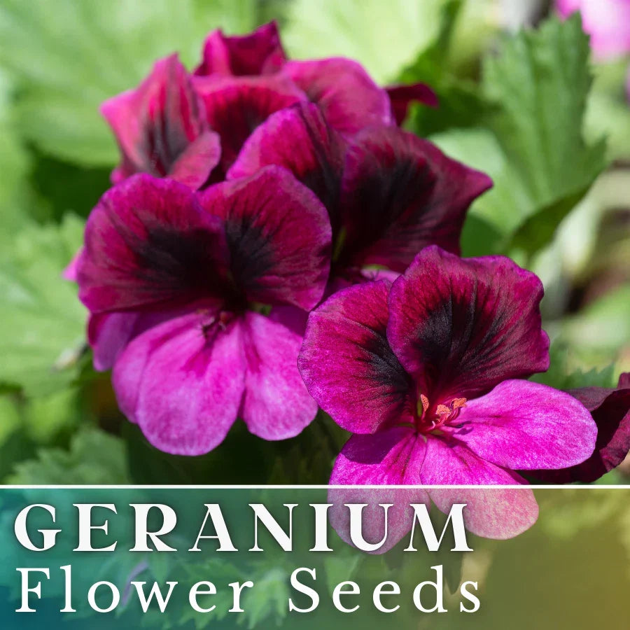 Geranium Seeds 100+ Berry Phantom Fragrant Pelargonium x hortorum Non-GMO Flower Seeds for Garden, Pots, Borders