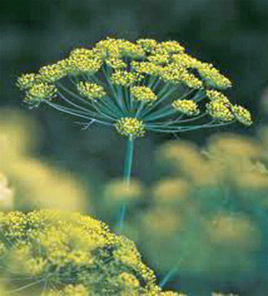Dill Seeds - Heirloom Anethum graveolens - Non-GMO, 100+ Seeds for Culinary & Garden Use