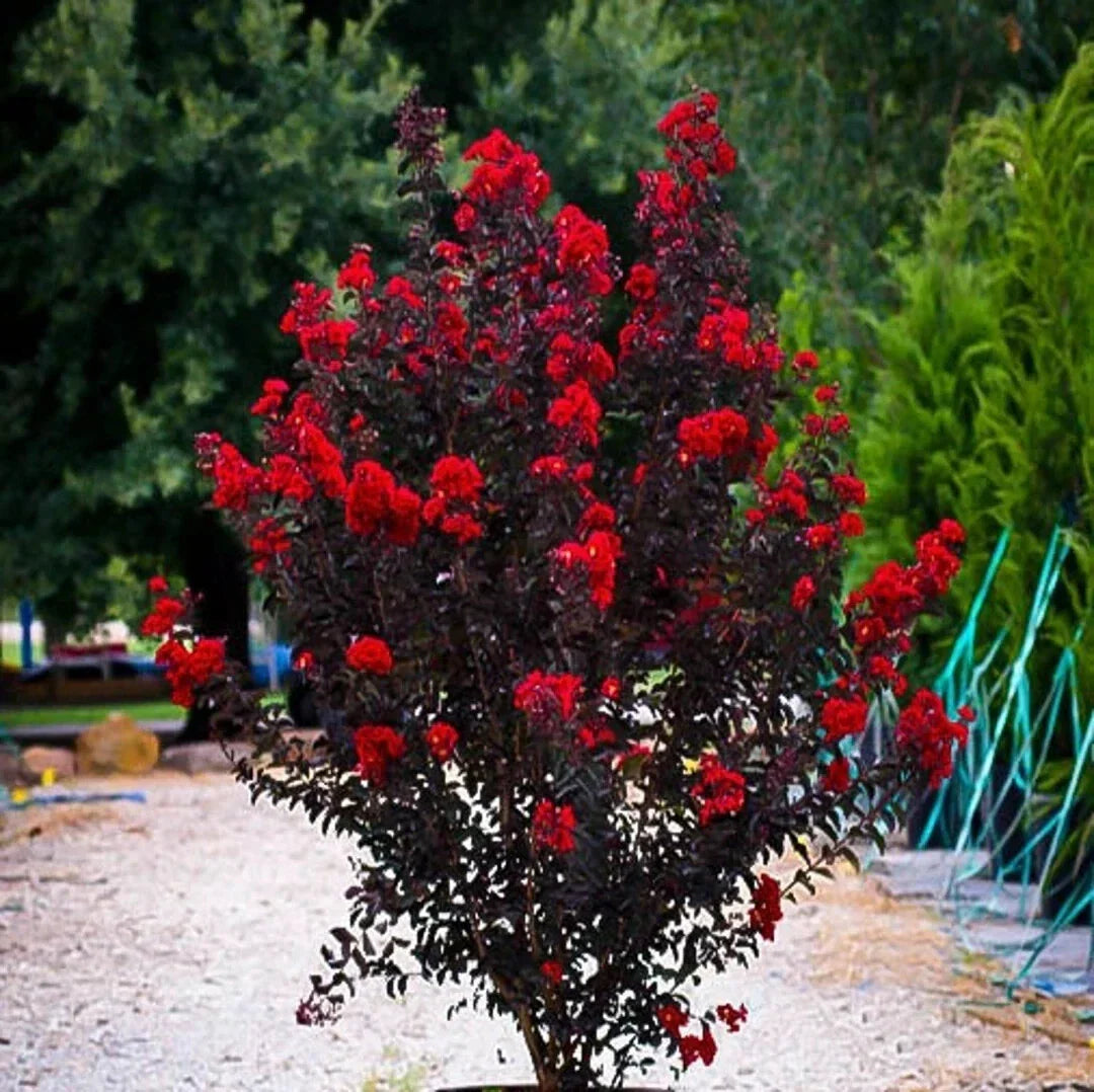 Ruby Thunderstruck Crape Myrtle Starter Plant, Lagerstroemia indica, Vibrant Ruby-Red Flowers, Drought Tolerant, Garden & Landscape