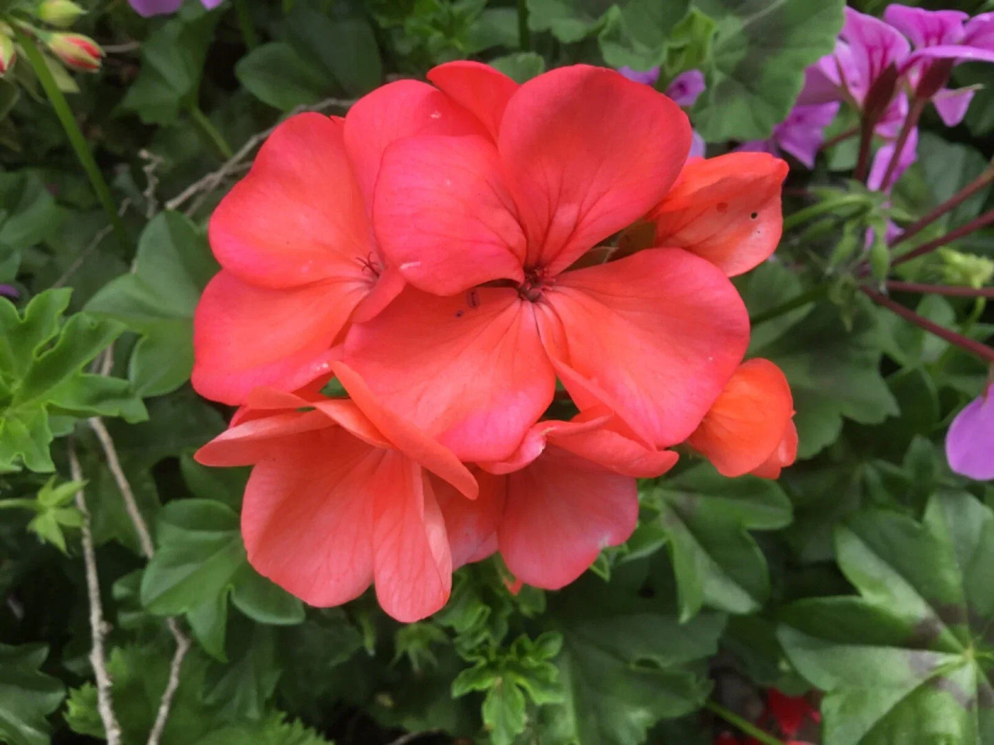Brilliant Orange-Salmon Geranium Cuttings (6) Pelargonium x hortorum for Rooting Indoor Garden Planting