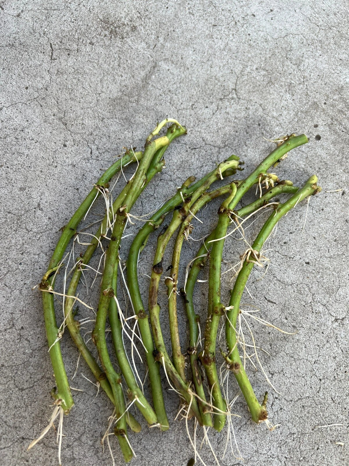 Rooted Sweet Potato Slips - 10 Cuttings for Planting - Ipomoea batatas - Healthy, Ready-to-Plant Sweet Potato Plantlets for Garden or Indoor Growing