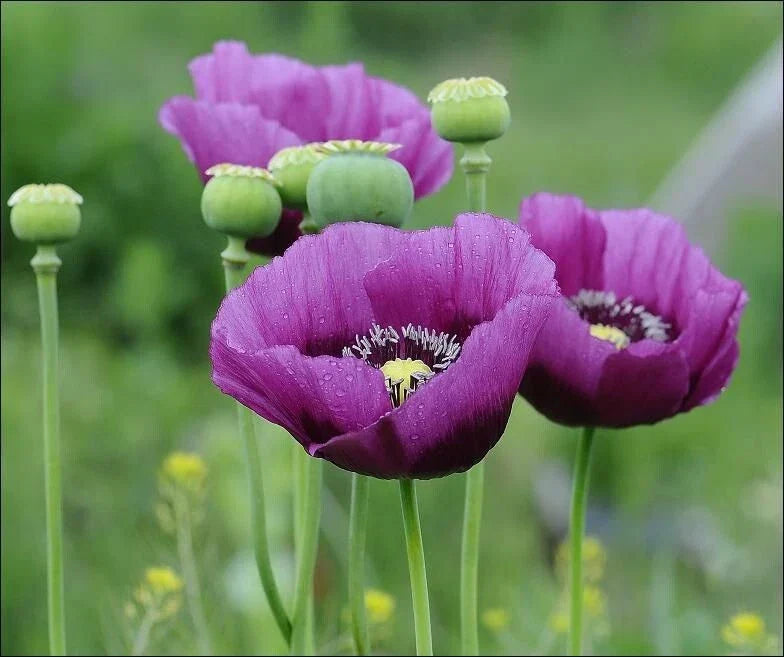 Bulk Poppy Seeds Pack of 200+ | Lauren's Grape Purple | Non-GMO Papaver somniferum for Bees & Butterflies