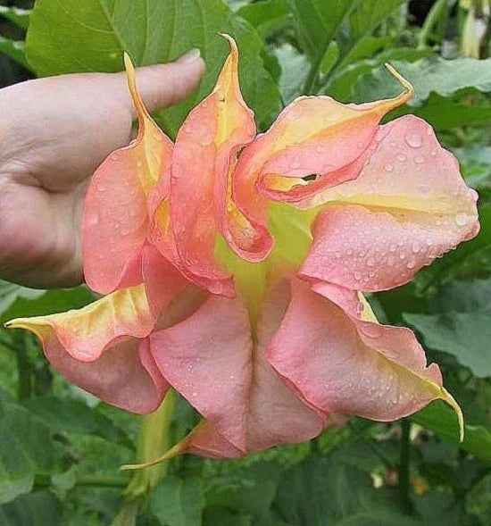 Double Yellow Orange Angel Trumpet Seeds - Brugmansia Datura Flower Seeds for Garden and Landscaping