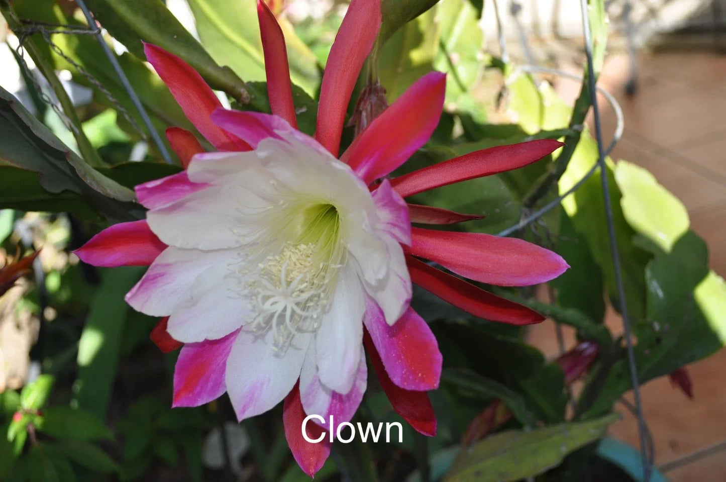 Epiphyllum Orchid Cactus Cuttings - 3 Rooted Succulent in Pot, Clown Variety, Indoor Garden, Trailing, Epiphyllum spp.