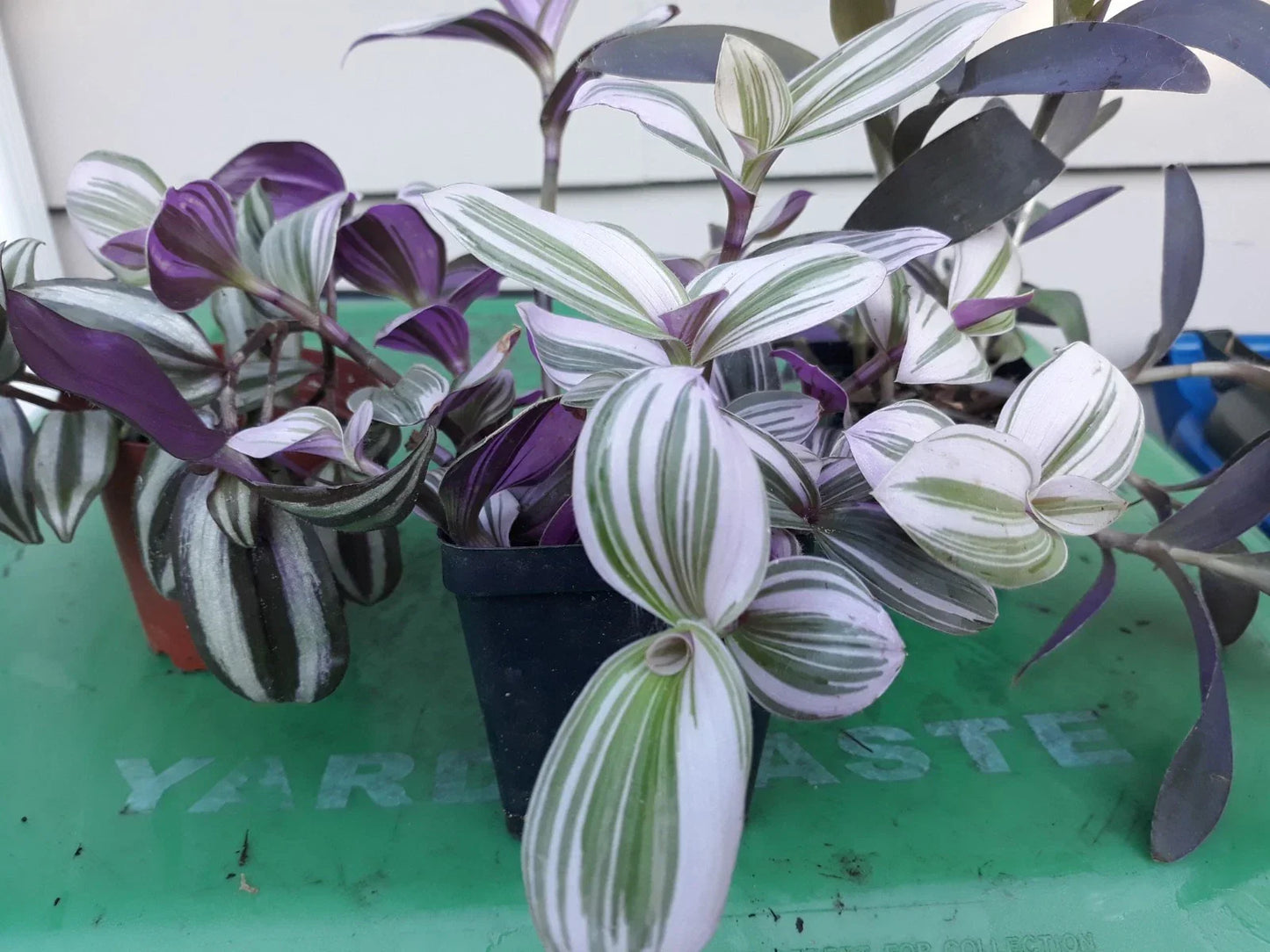 Tradescantia zebrina Cuttings - 9 Pack, Purple & Green Variegated Indoor Plant for Propagation and Hanging Gardens