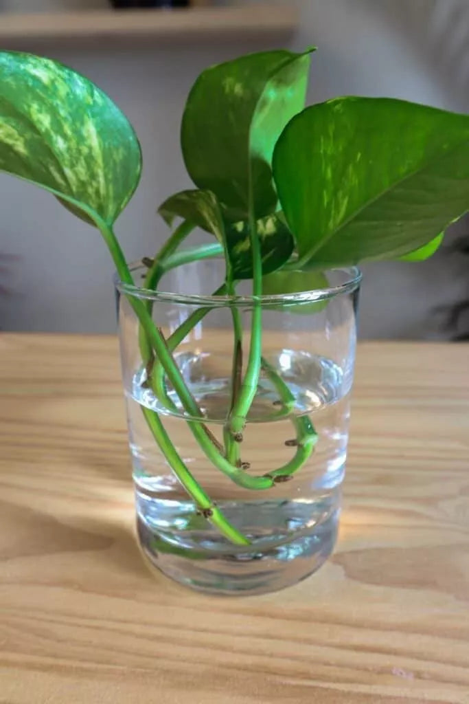 Pothos Cuttings 10 Unrooted Epipremnum aureum Indoor Air Purifying Trailing Plant for Propagation