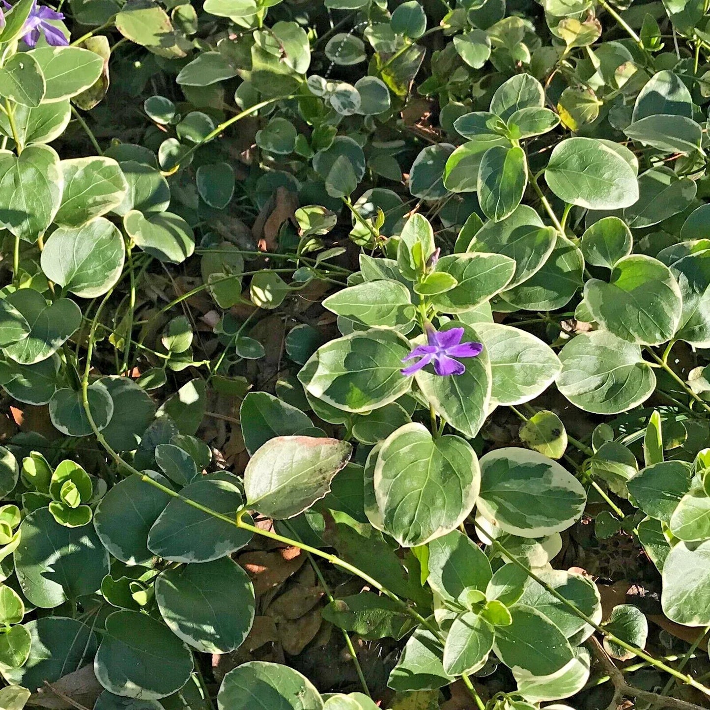 Variegated Vinca Groundcover Starter Vines - Lavender Periwinkle Flowers - Vinca minor - Drought-Tolerant, Easy-Care, Pollinator-Friendly