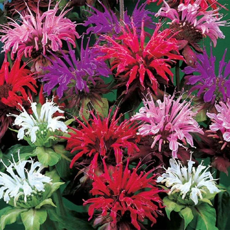 Bee Balm Seeds - 100 Pack of Monarda didyma - Purple, Pink, White Hummingbird & Pollinator Flower Seeds