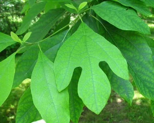 Sassafras Albidum Fresh Cuttings - Unrooted 10 Pack for Gardening and Propagation