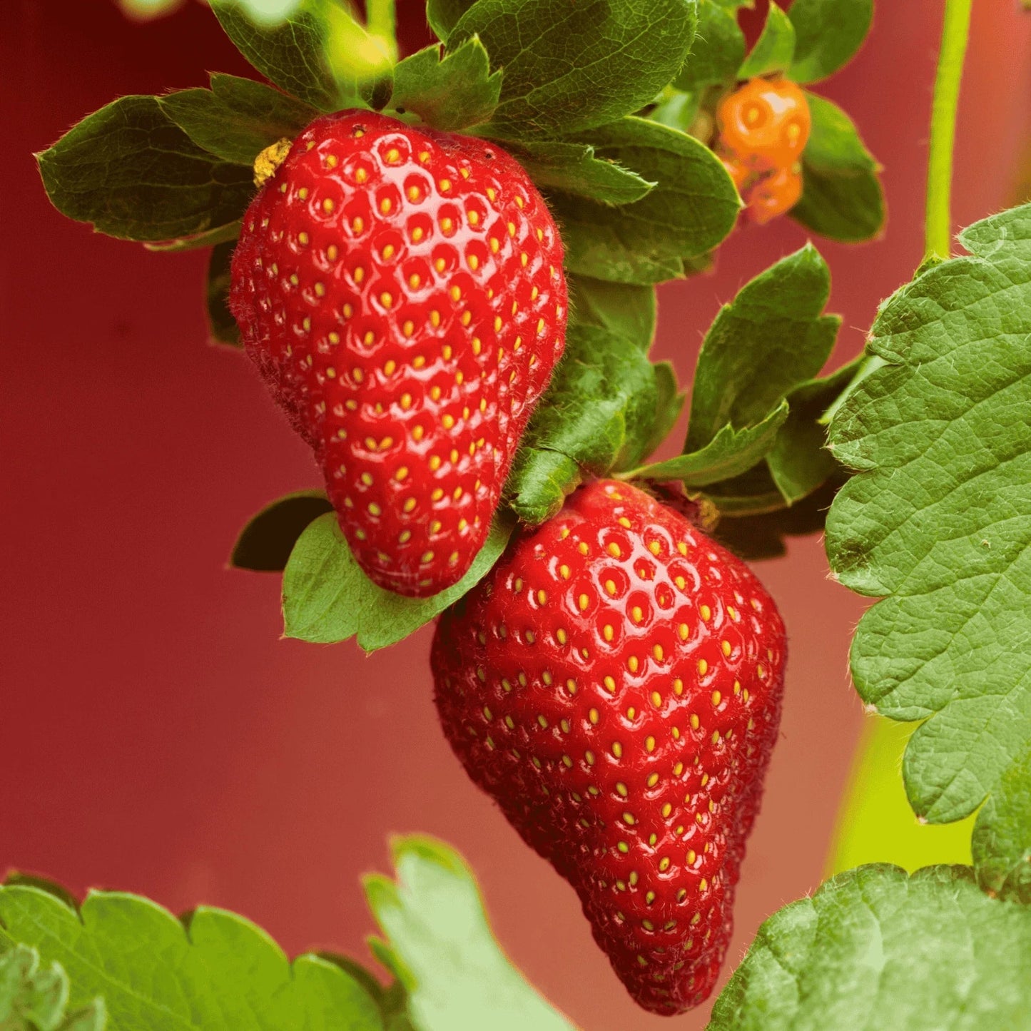 Archer Strawberry Roots - Bare Root June-Bearing Fragaria × ananassa for Home Gardens and Containers