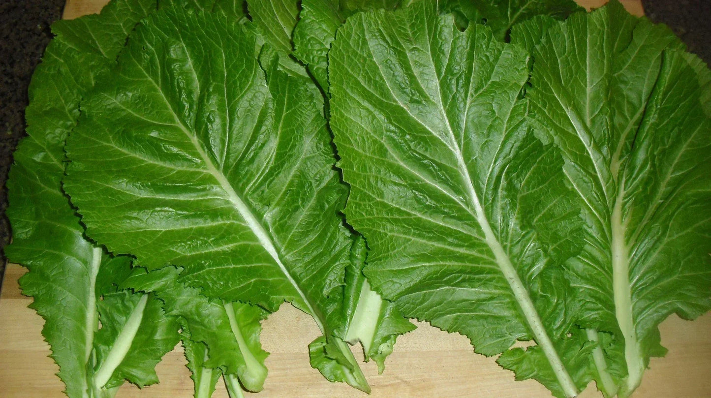 Mustard Seeds Pack – Florida Broadleaf Brassica juncea – Nutrient-Rich Greens for Home Gardening